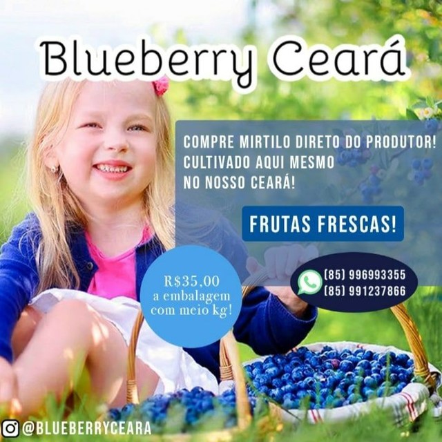 Mirtilo(Blueberry) fresco direto do produtor 
