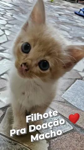 Gatinhos pra adoção  - Foto 2