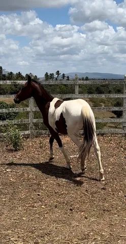 Vendo cavalo Painthorse PO Registrado (sólido com frente aberta) - Cavalos  e acessórios - Praia do Canto, Vitória 1256500999