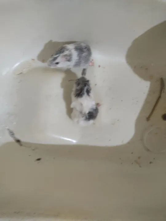 Vendo porquinho da índia  - Foto 2