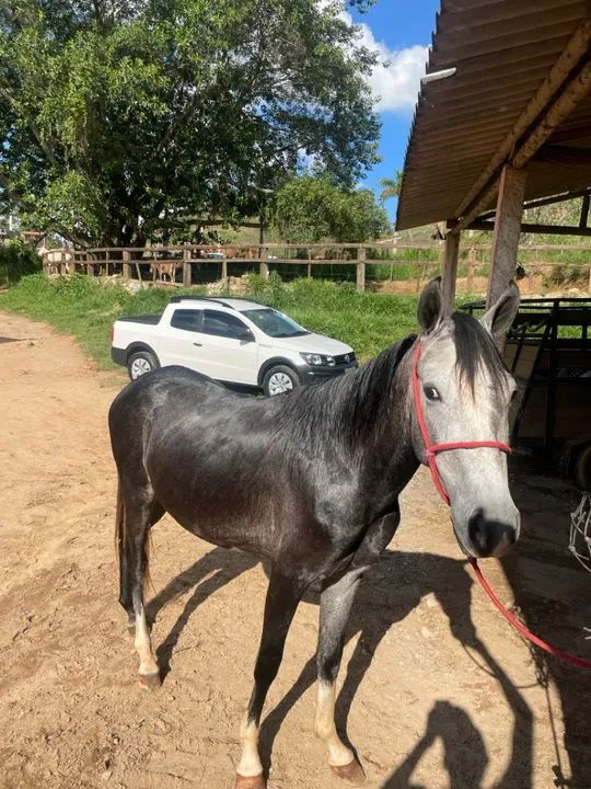 Vendo cavalo tordilho marcha picada 2 anos e 7 meses  - Foto 2