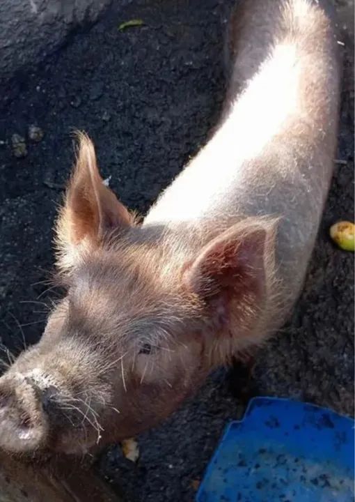 Porquinho para adoção