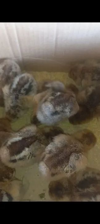 Galinhas Ornamentais-Brahma - Foto 6