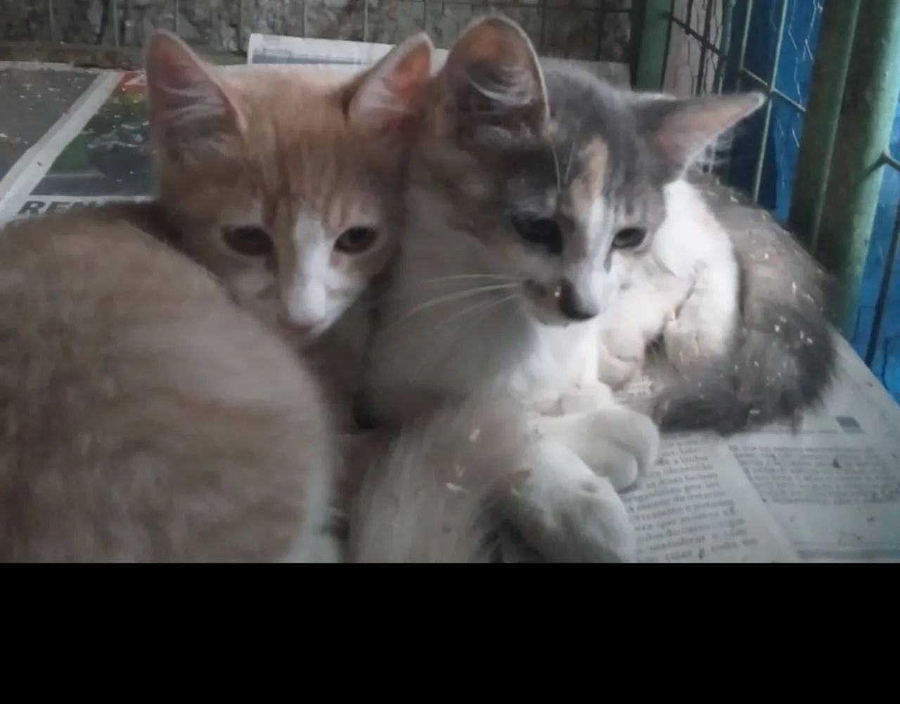 Dois gatinhos fofinhos para adoção