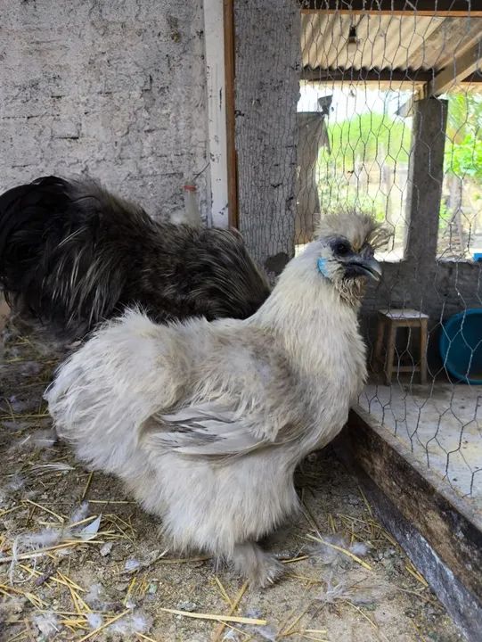 Sedosas do Japão  - Foto 2