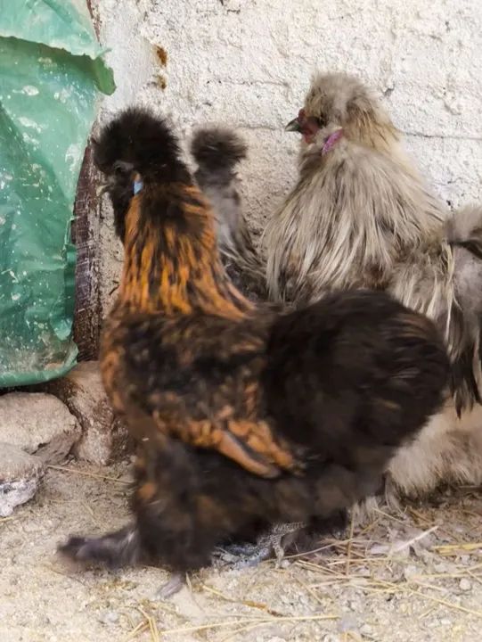 Sedosas do Japão  - Foto 6