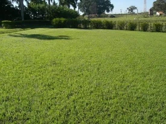 Grama batatais - Foto 2