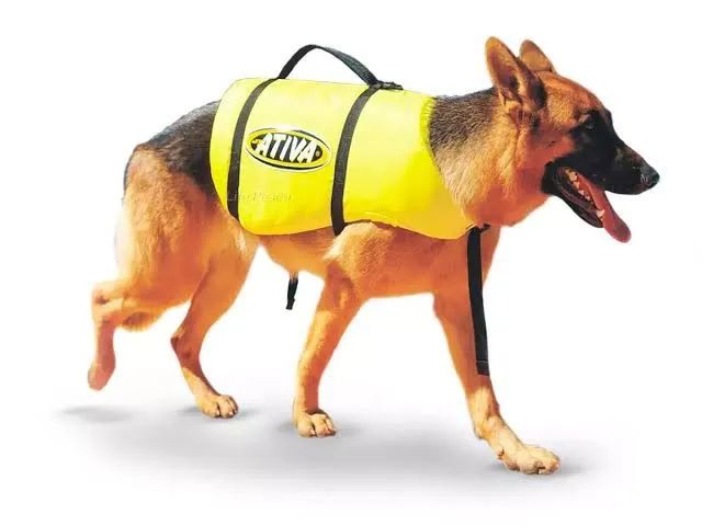 Colete Salva-Vidas para Cachorro - Ativa - Tamanho Médio - Foto 3