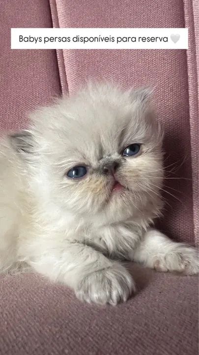 Lindos filhotes de gato persa