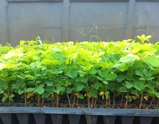 Muda de Sansão do campo - Foto 3