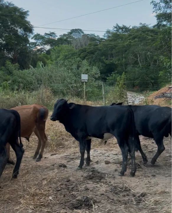 Bezerros  - Foto 2