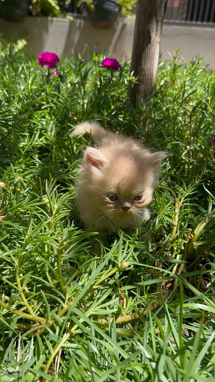 Persas machos e uma fêmea  - Foto 4