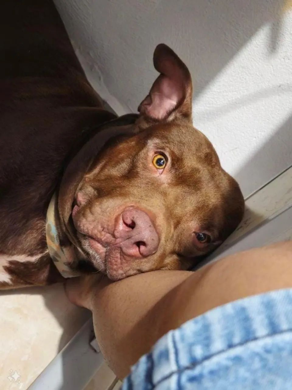 Adoção responsável - Pitbull macho