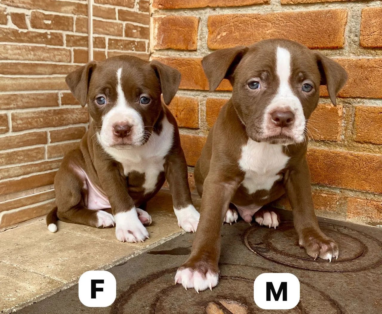 Filhotes de Pitbull - Macho e Fêmea - Foto 3