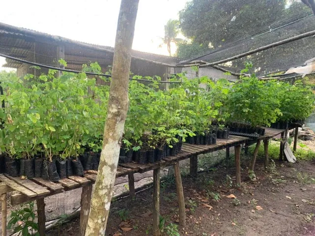 Cerca viva de Sansão do Campo