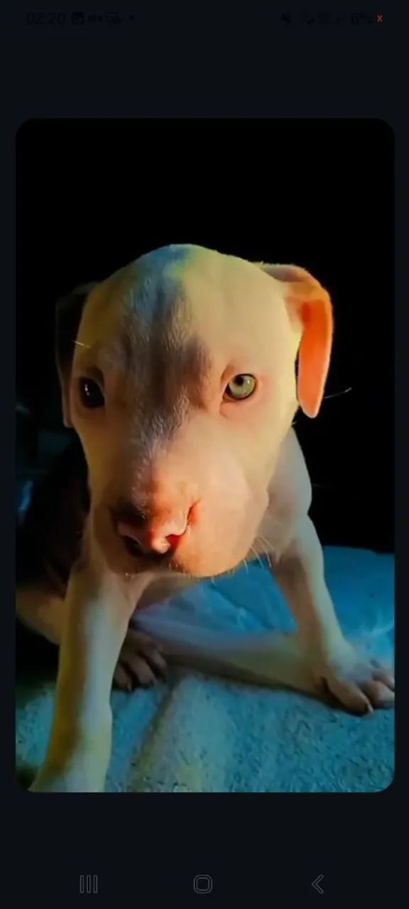 Cachorro macho pedigree pitbull puro - Foto 2