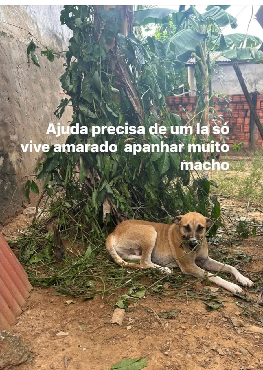 Cachorro resgatado precisa de um lar!