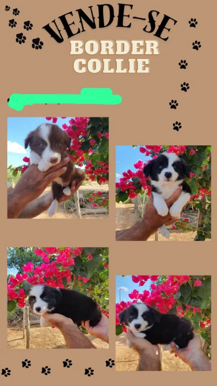 Filhotes Border Collie para vender aceito pix e cartão de crédito