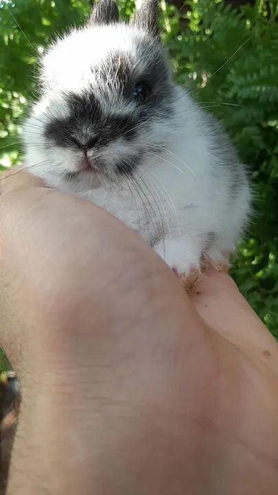 Anão netherland  - Foto 5