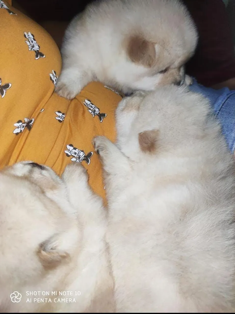 Filhotes de Chow Chow branco