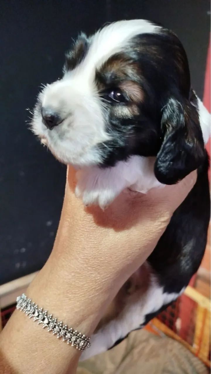 Filhotes Cocker Spaniel ingles, machinhos e fêmeas  - Foto 3