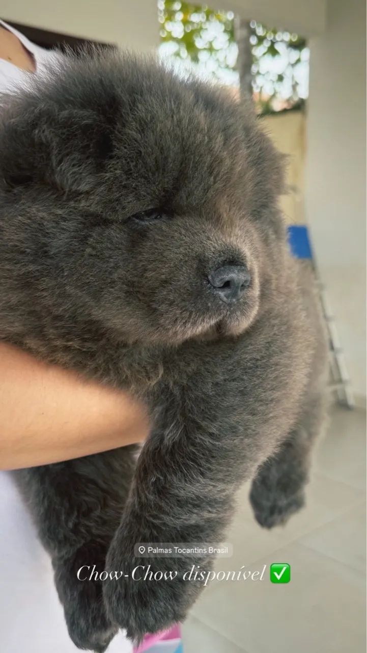 Vendo chow chow  - Foto 2