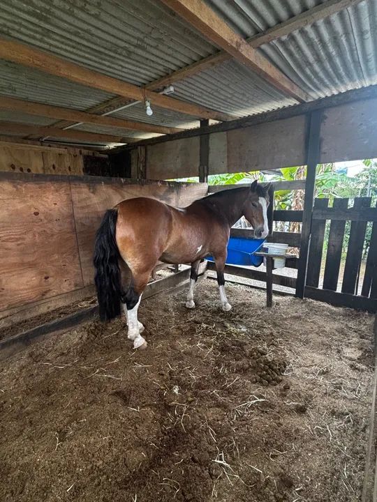 Cavalo crioulo  - Foto 5