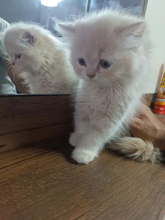 Gatinho Persa lindo e fofinho - Foto 2