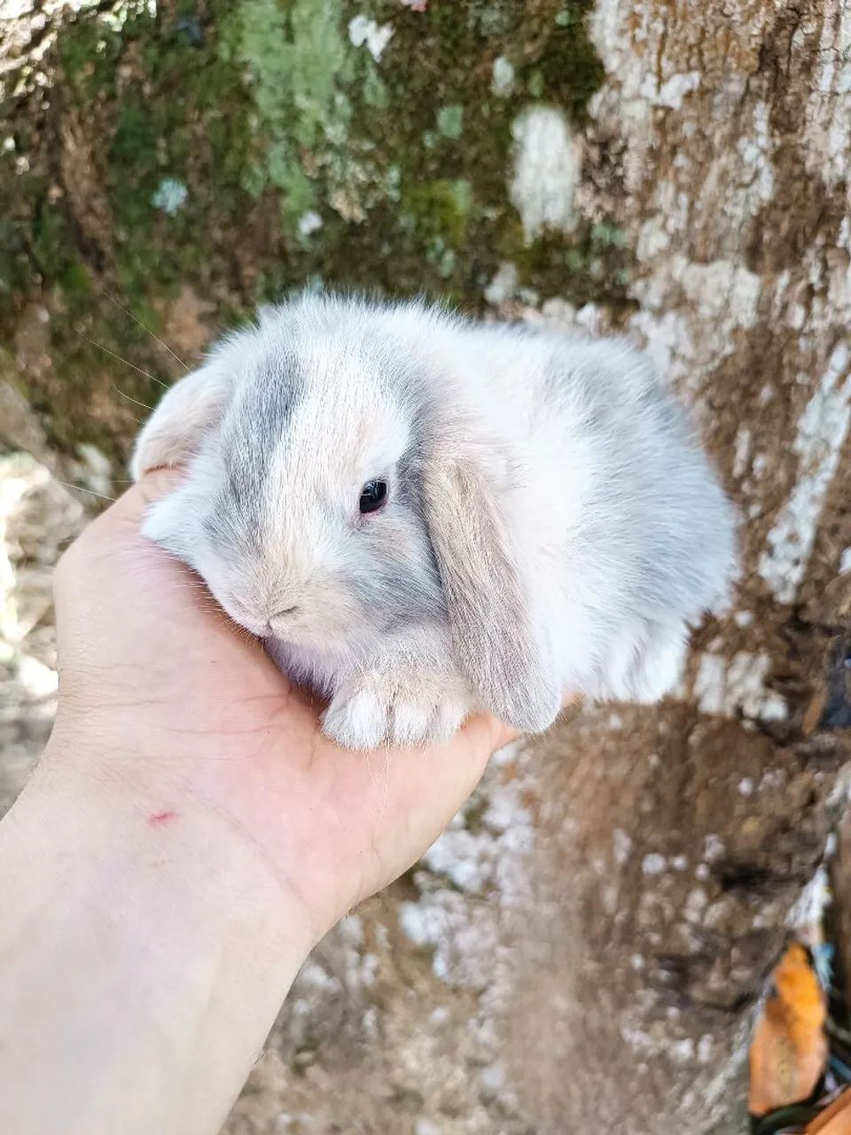 COELHO GIGANTE - COELHO MINI - COELHO ANÃO  - Foto 3