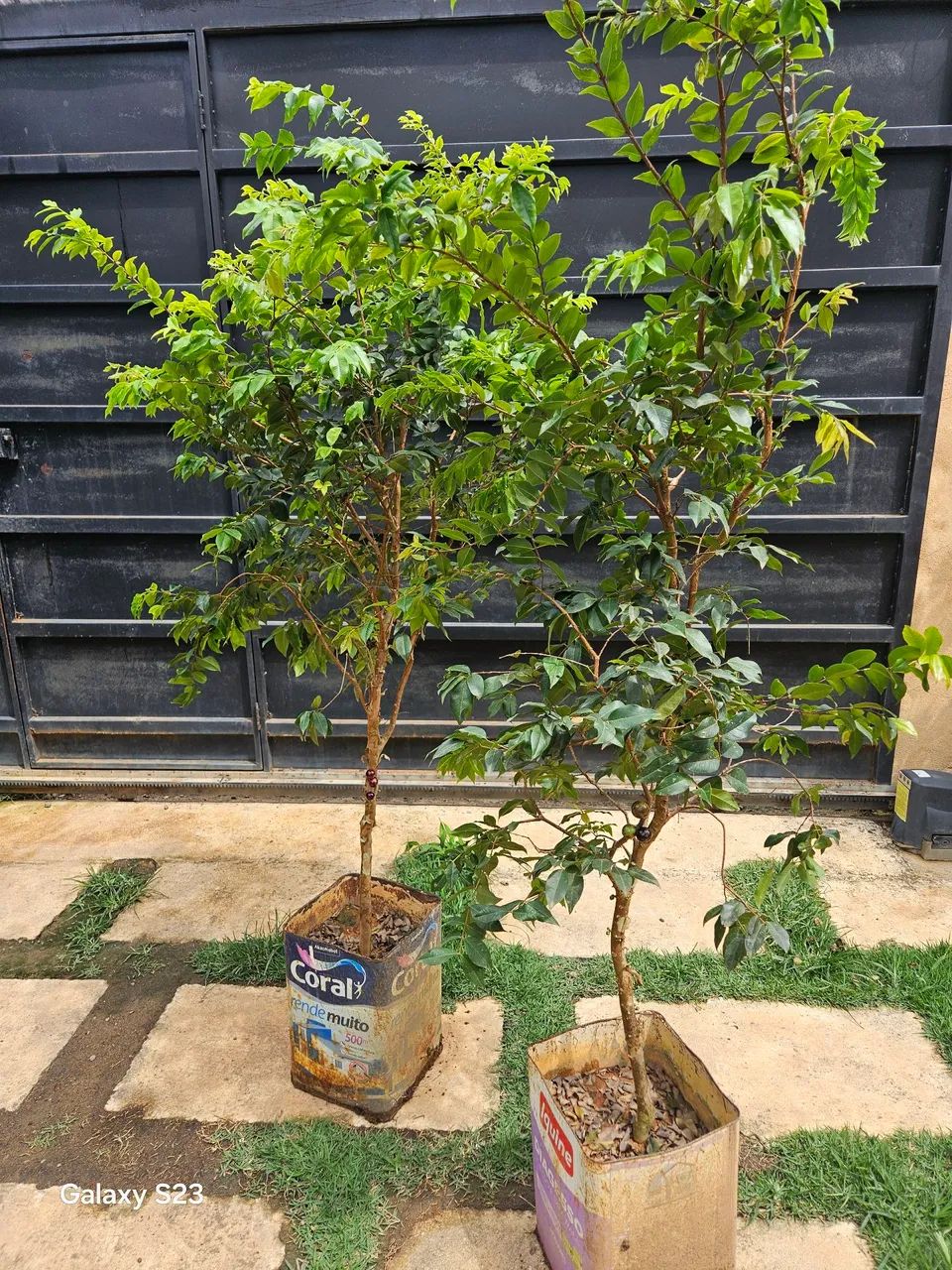Jaboticaba produzindo 