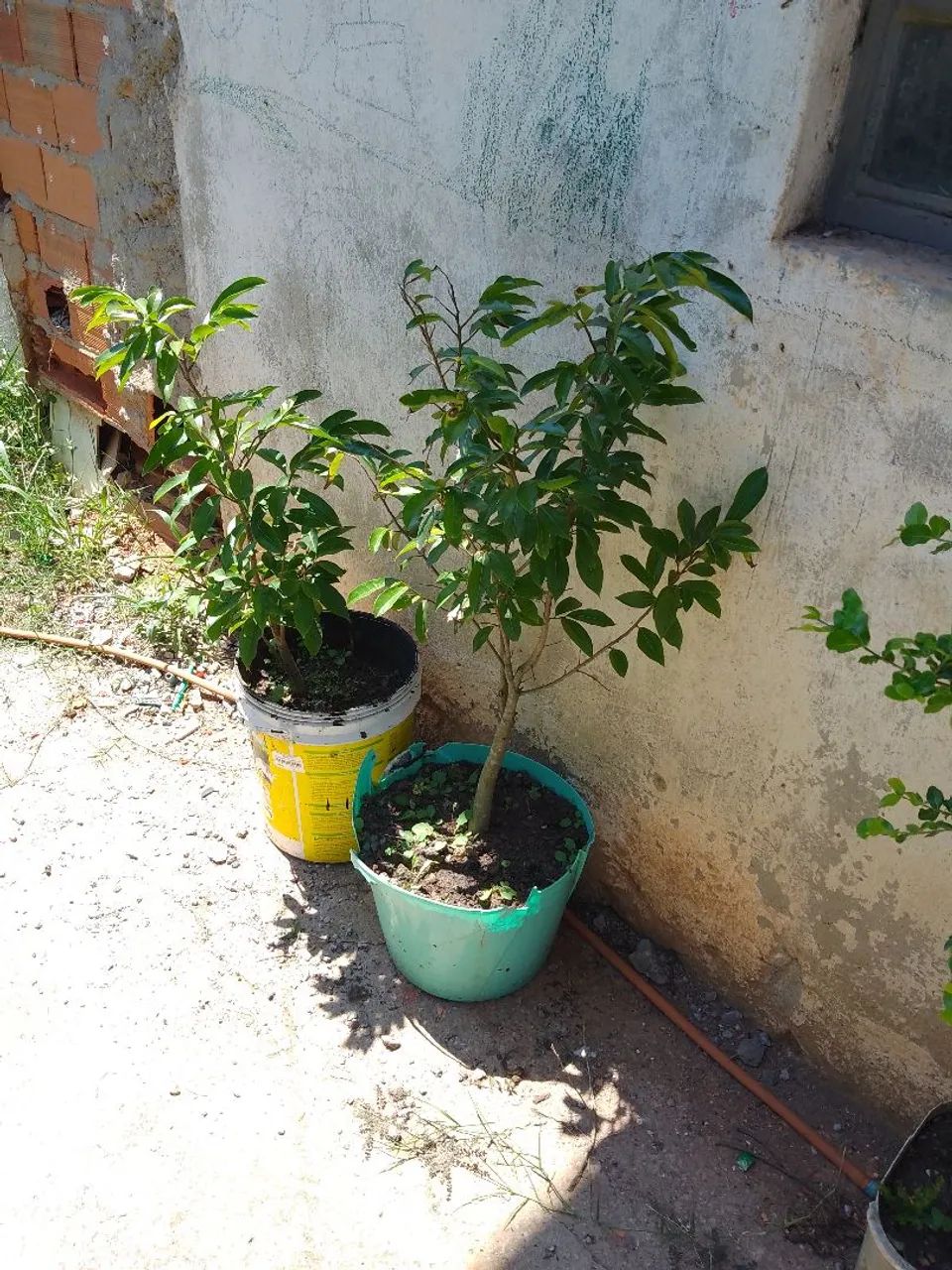 Vendo mudas de graviola  - Foto 2