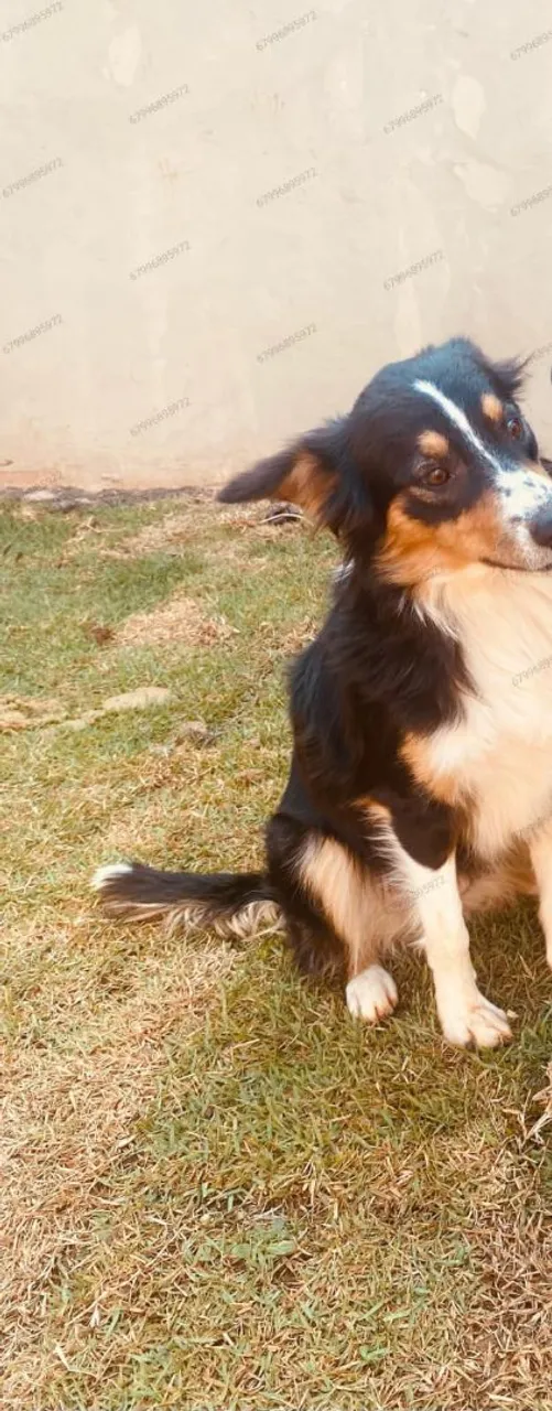 Border collie fêmea adulta