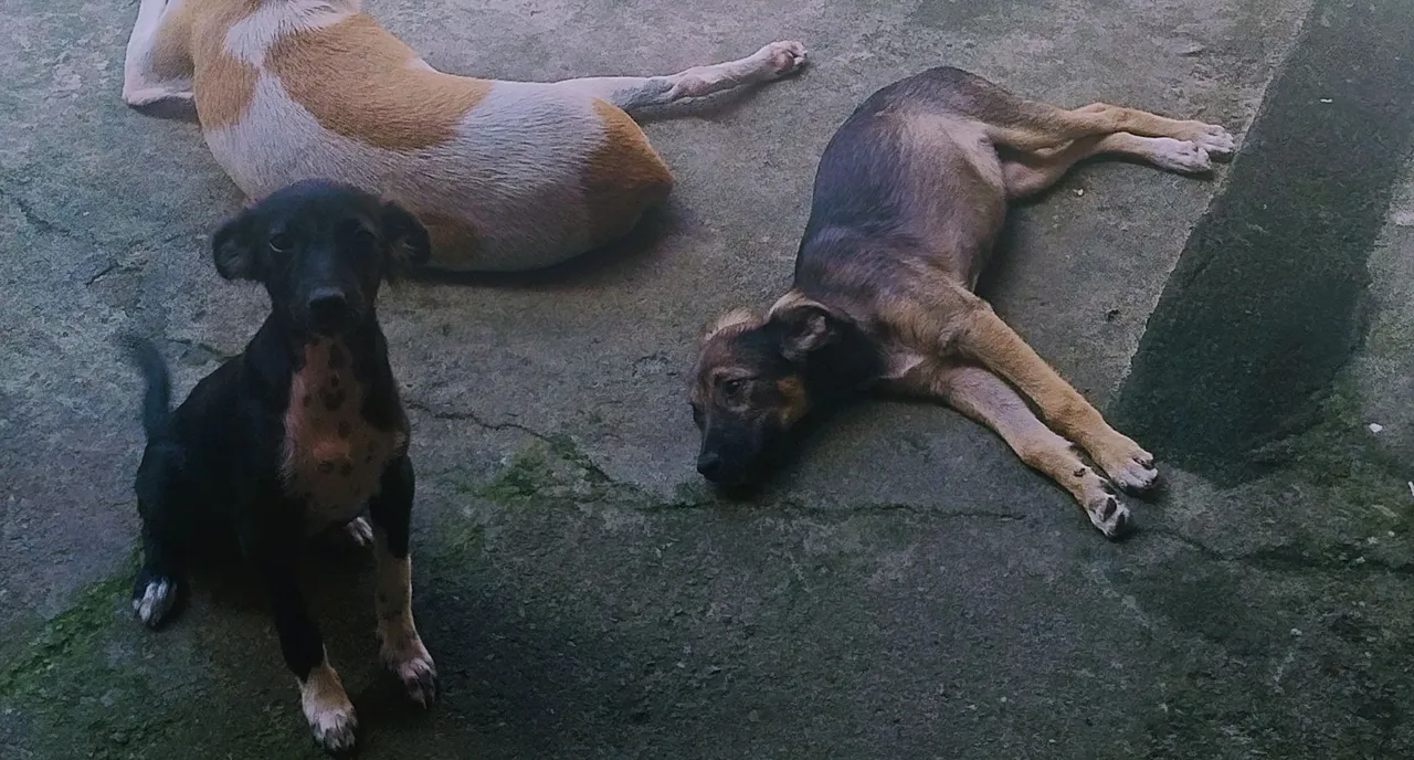 Filhotes de cachorro para adoção