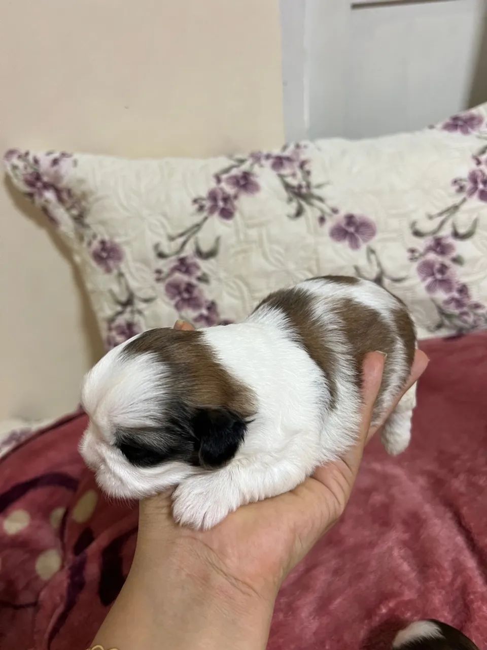 Filhote Shih Tzu - Foto 3