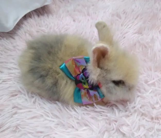 Coelhinho fofinho para adoção - Foto 4