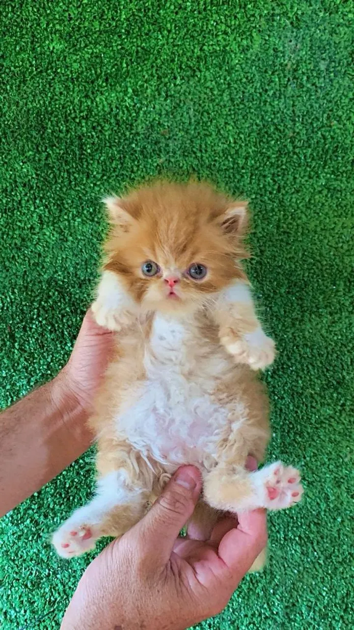 Gato Persa Machinho