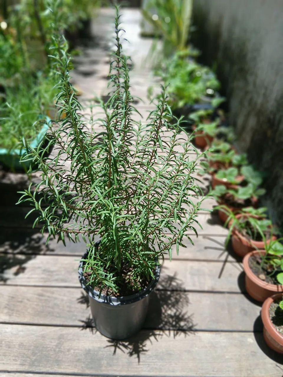 Planta alecrim  - Foto 2