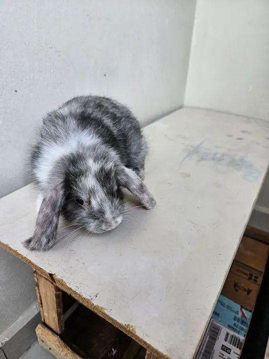 Coelho  bebê - Mini Lop - Foto 4