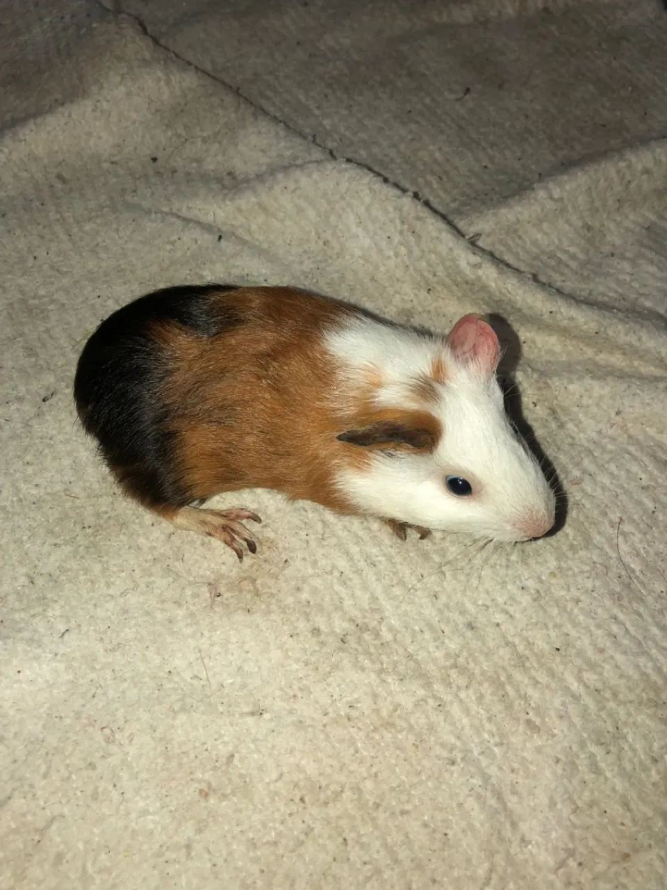 Porquinho da Índia - Filhote