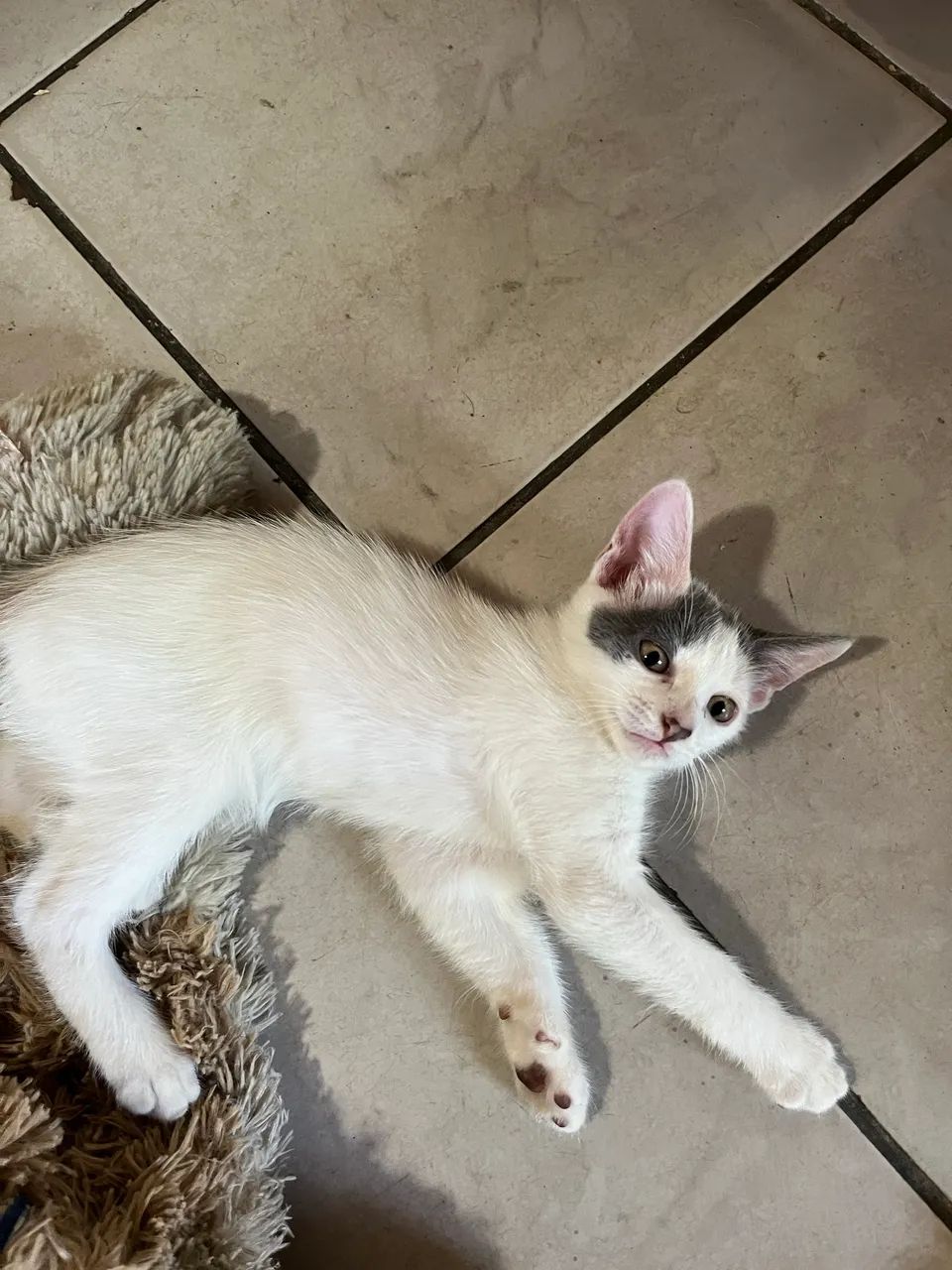 Adoção de gatos  - Foto 3