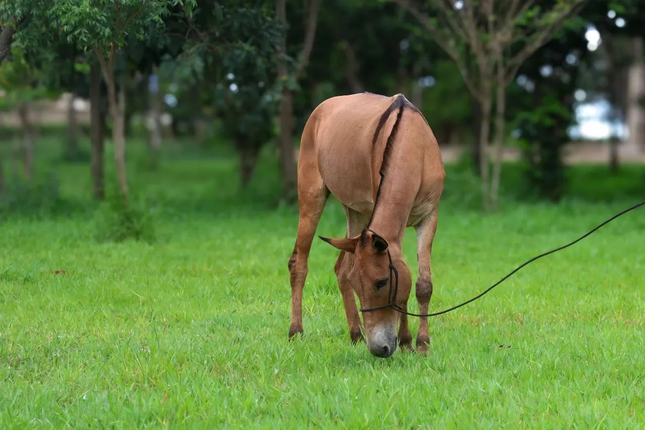 Mula marcha picada - Foto 5