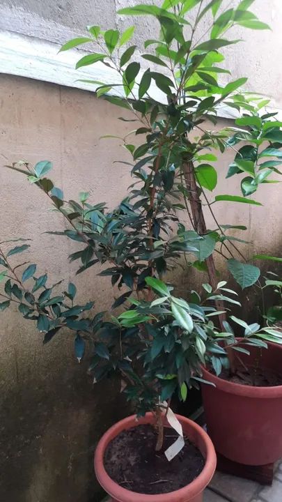 Frutíferas cultivadas em vasos  - Foto 4