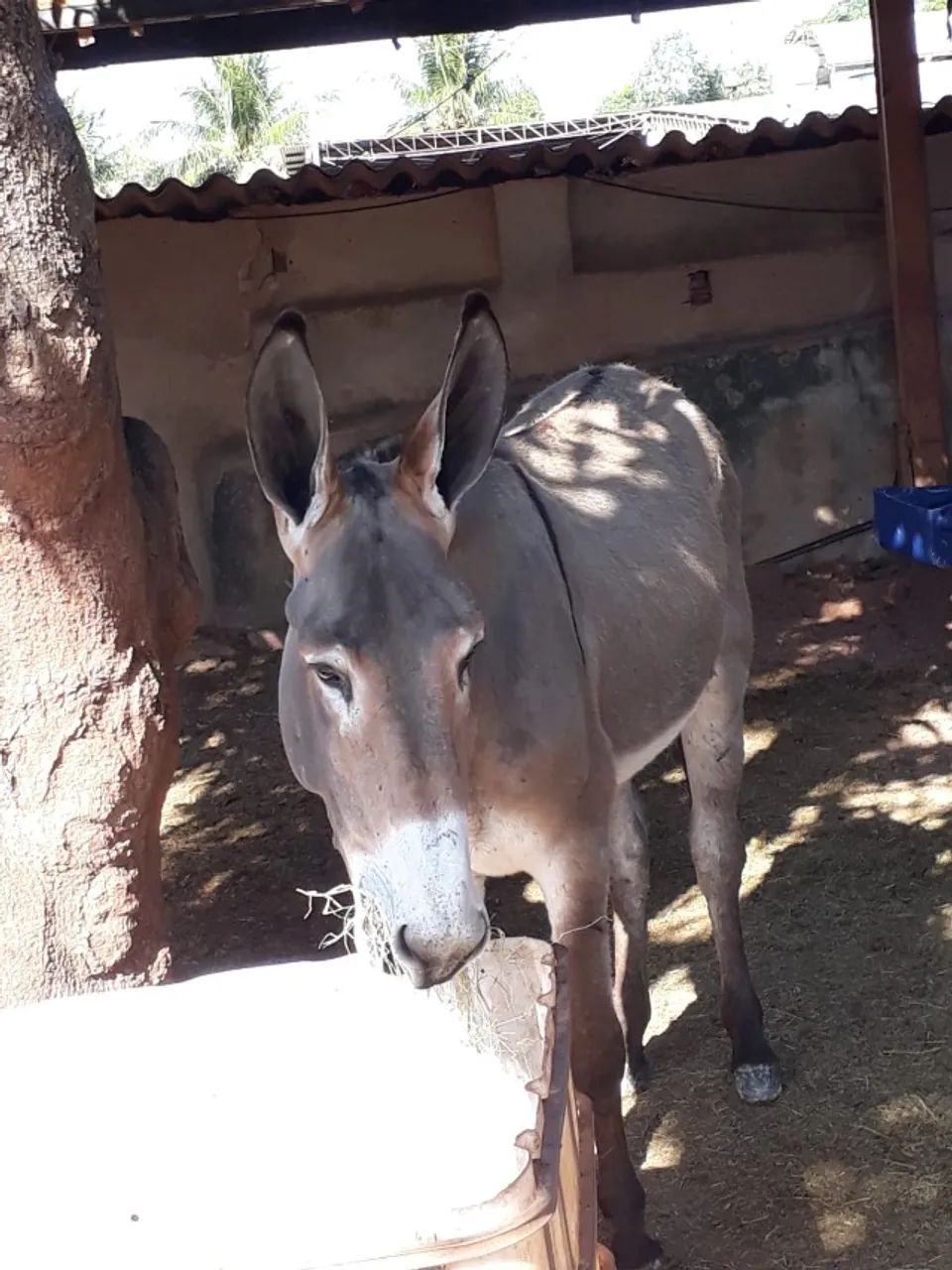 Baia para alojar cavalos cte - Foto 3