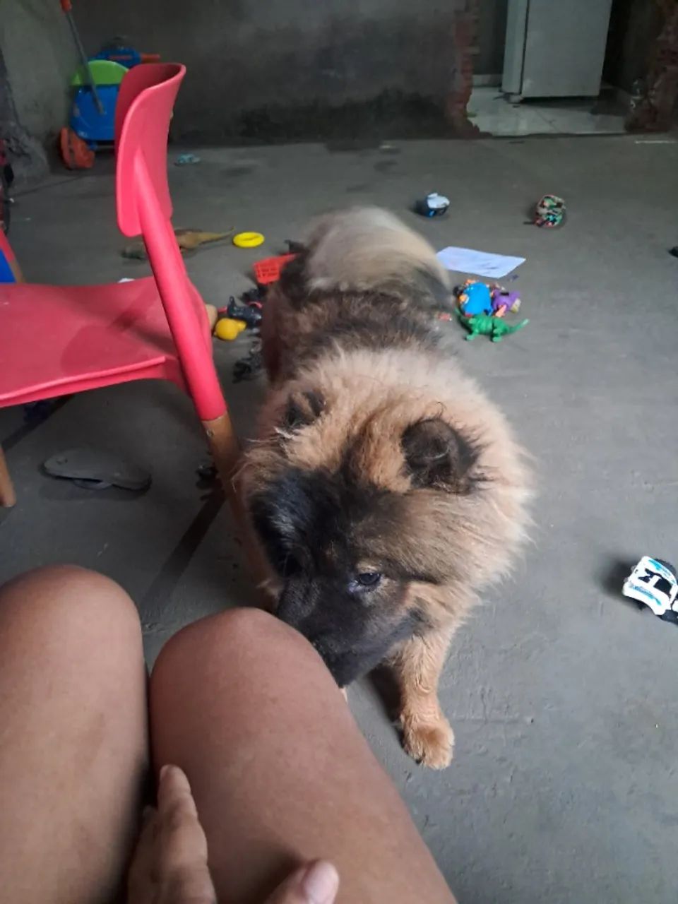 Cachorro  - Foto 2