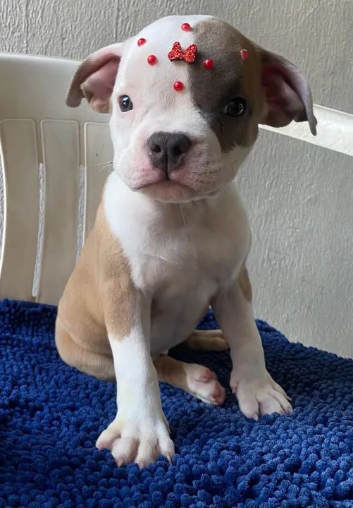 Filhotes de American Bully 