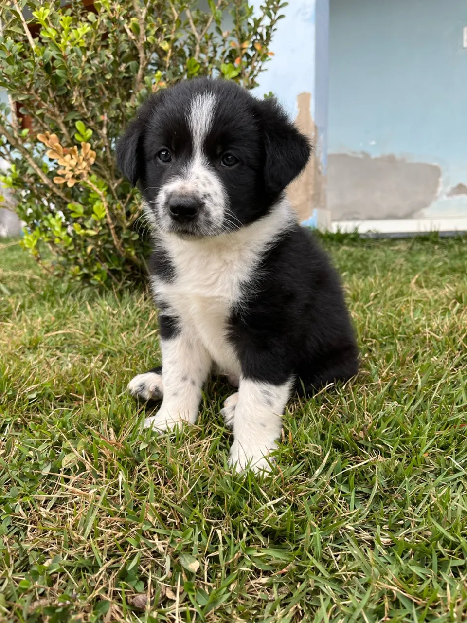 Filhote Border Collie