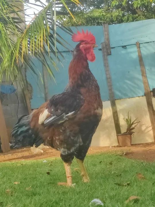 Pitinhos balão tradicional  - Foto 5