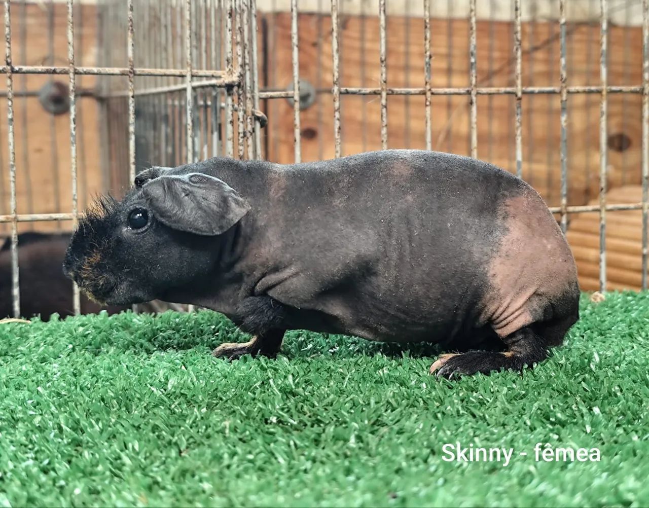 Porquinho da India Skiny  - Foto 5