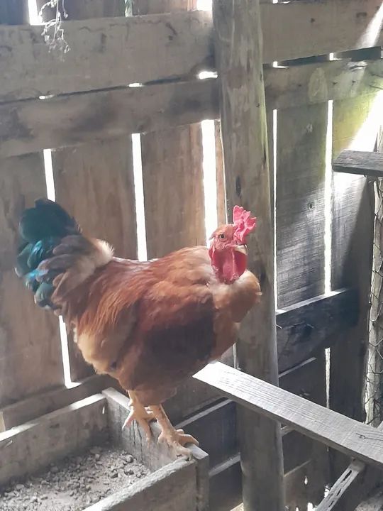 Galos caipiras - Foto 5