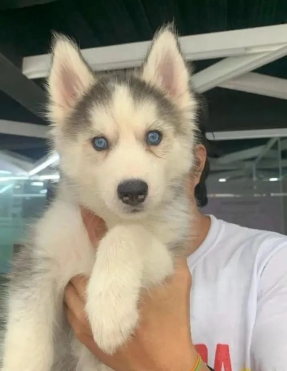 Husky Siberiano Filhote Olhos clarinhos